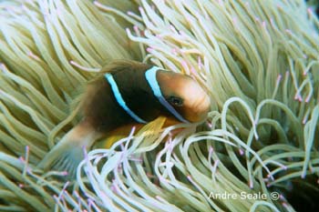UW234-3 (anemonefish)Andre Seale